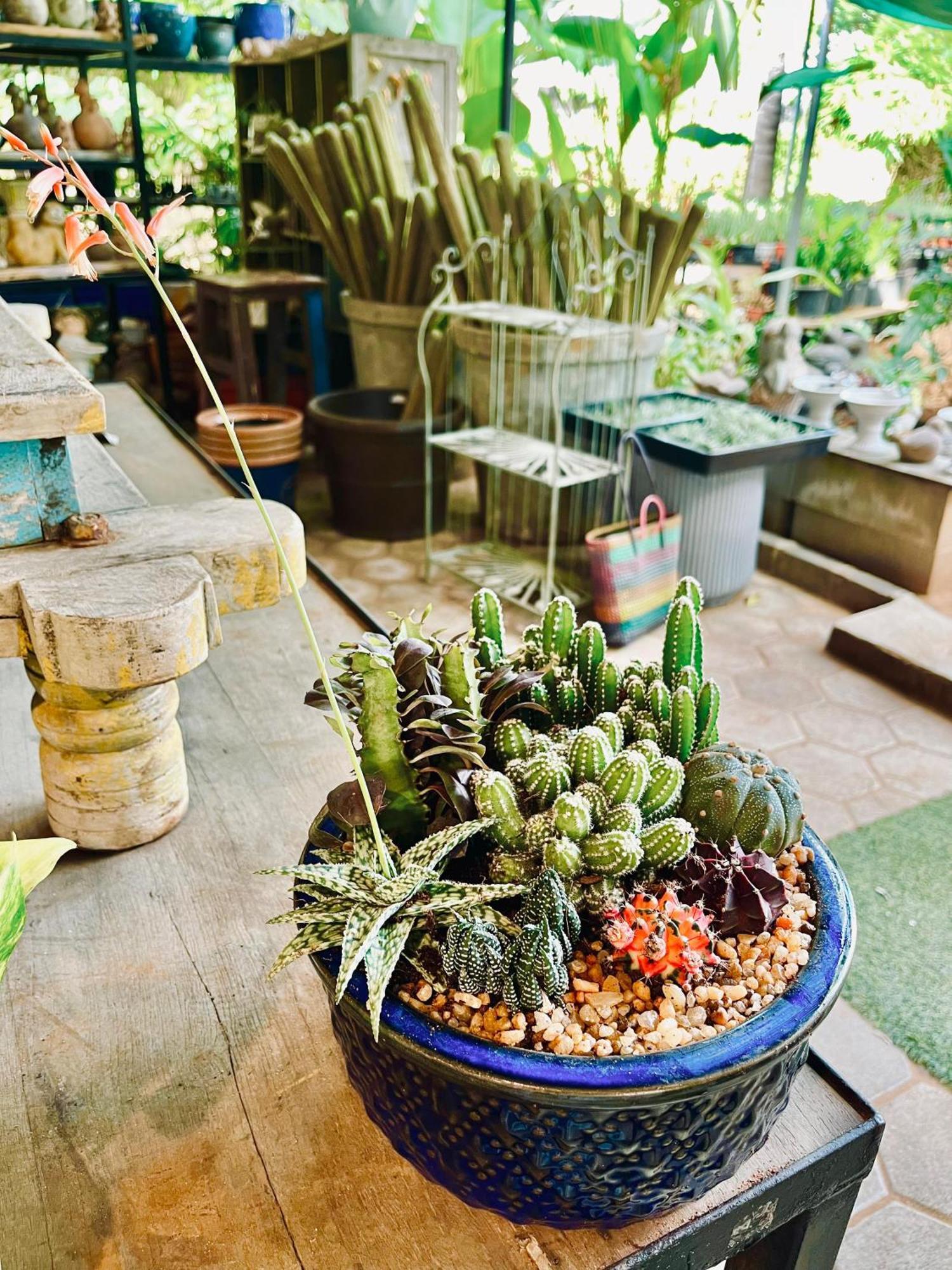 Pool Villa-House Of The Dancing Cactus Пондичери Екстериор снимка